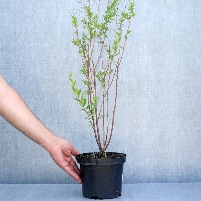 Spiraea x billiardii 3L/4L pot sample as delivered in summer