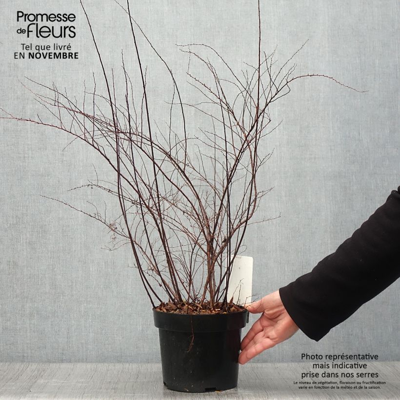 Spiraea cinerea Graciosa 2L/3L pot sample as delivered in autumn