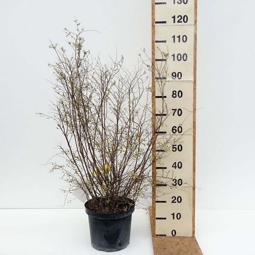 Spiraea cinerea Graciosa 7.5L/10L pot sample as delivered in autumn
