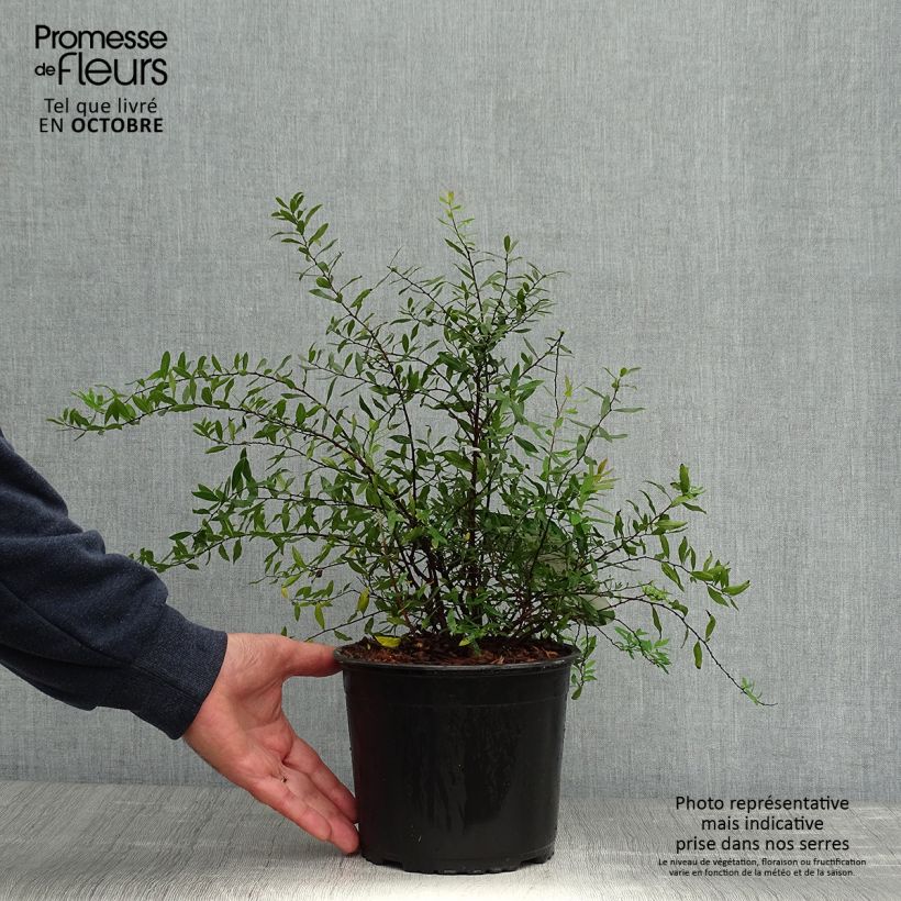 Spiraea cinerea Grefsheim 3L/4L pot sample as delivered in autumn