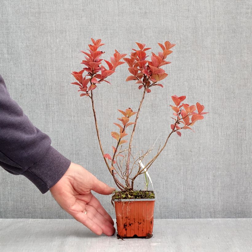 Spiraea densiflora var. splendens 8/9 cm pot sample as delivered in autumn