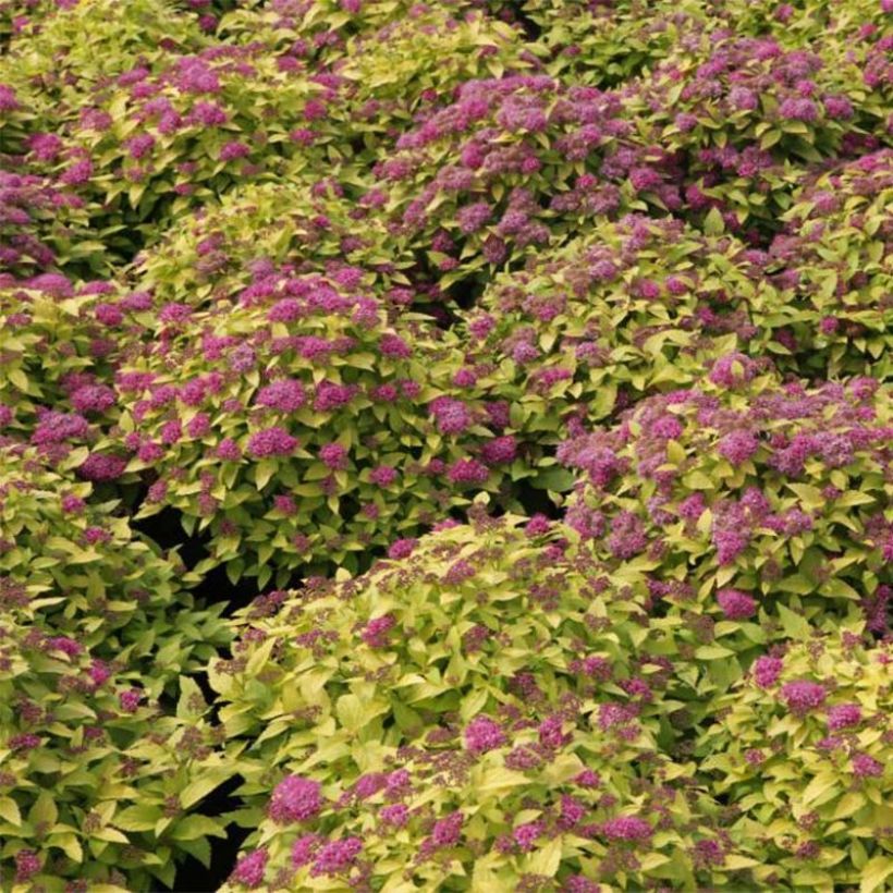 Spiraea japonica Double Play Gold (Flowering)
