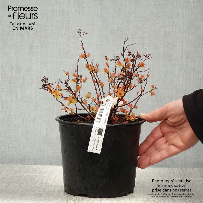Spiraea japonica Minspil04 LITTLE FLAME 2L/3L pot sample as delivered in spring