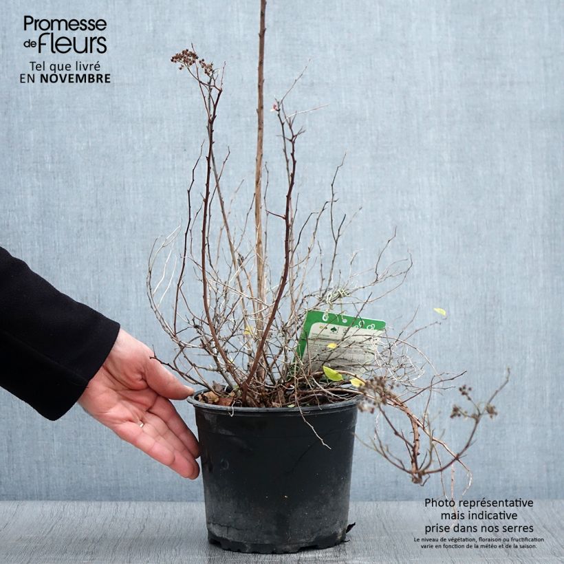 Spiraea japonica Merlo Green 2L/3L pot sample as delivered in autumn
