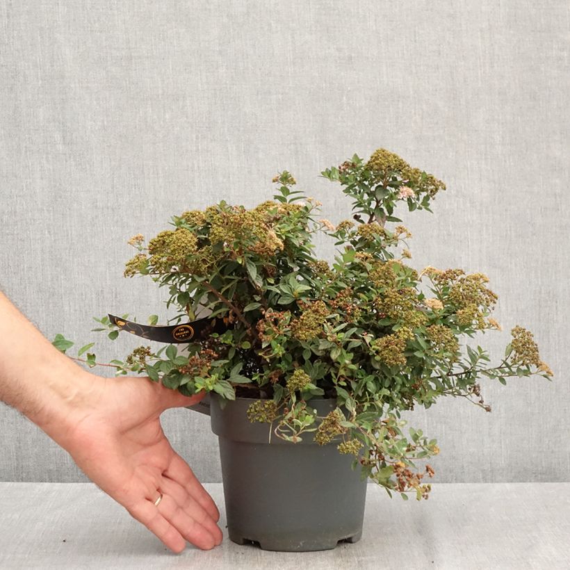 Spiraea japonica Odessa 2L/3L pot sample as delivered in summer