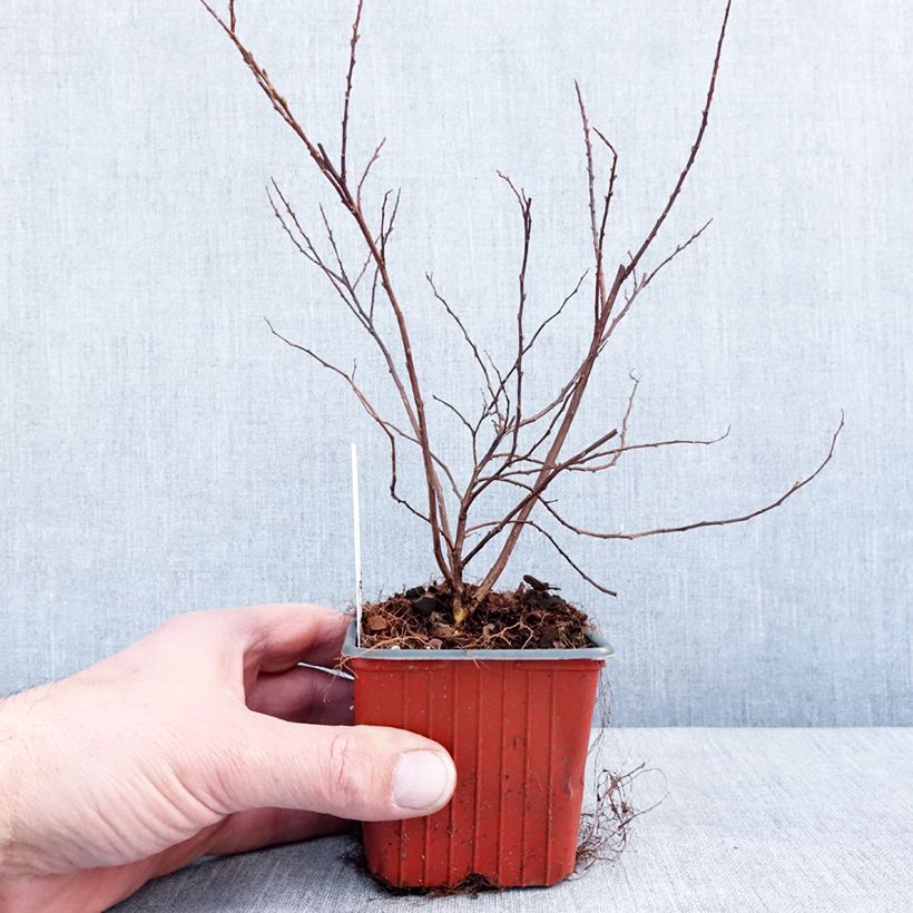 Spiraea nipponica Snowmound 8/9 cm pot sample as delivered in winter