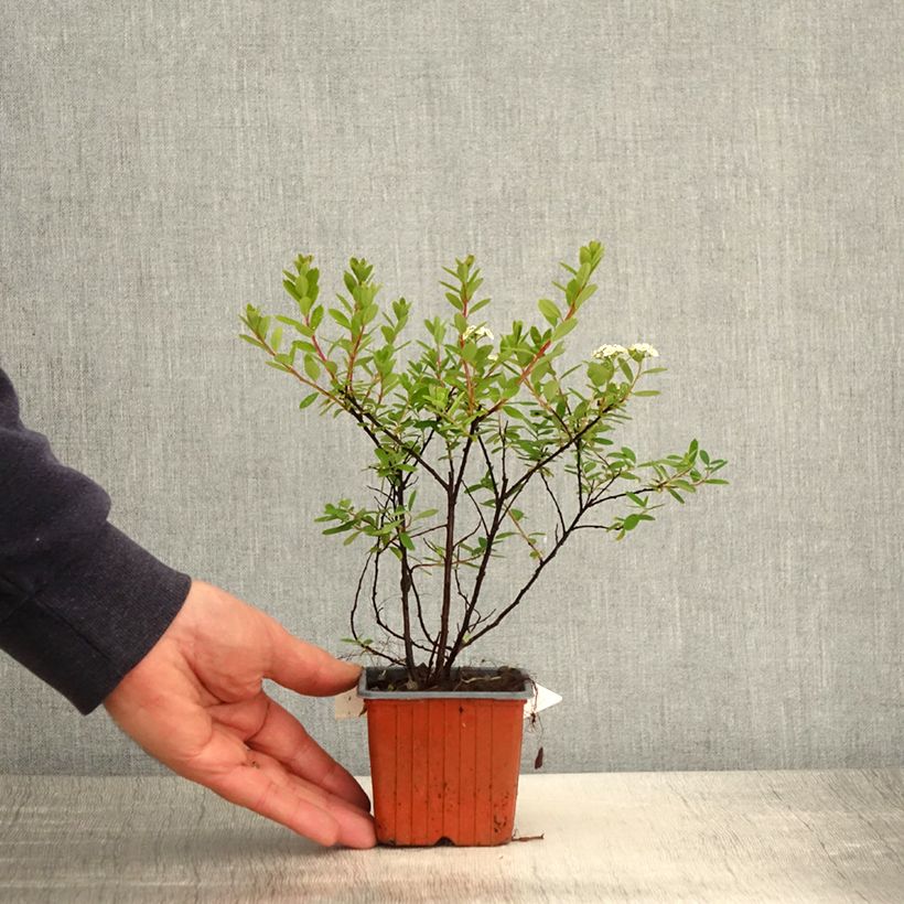 Spiraea nipponica Snowmound 8/9 cm pot sample as delivered in spring