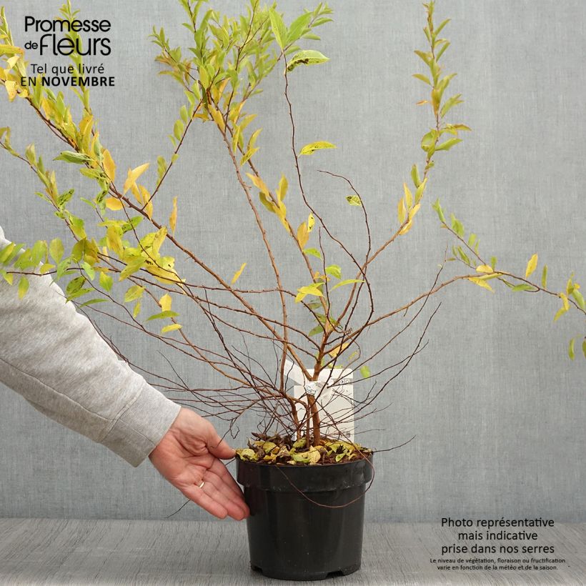Spiraea prunifolia Goldfire 3L/4L pot sample as delivered in autumn