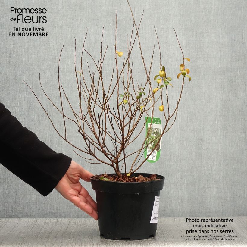 Spiraea prunifolia Plena 2L/3L pot sample as delivered in autumn