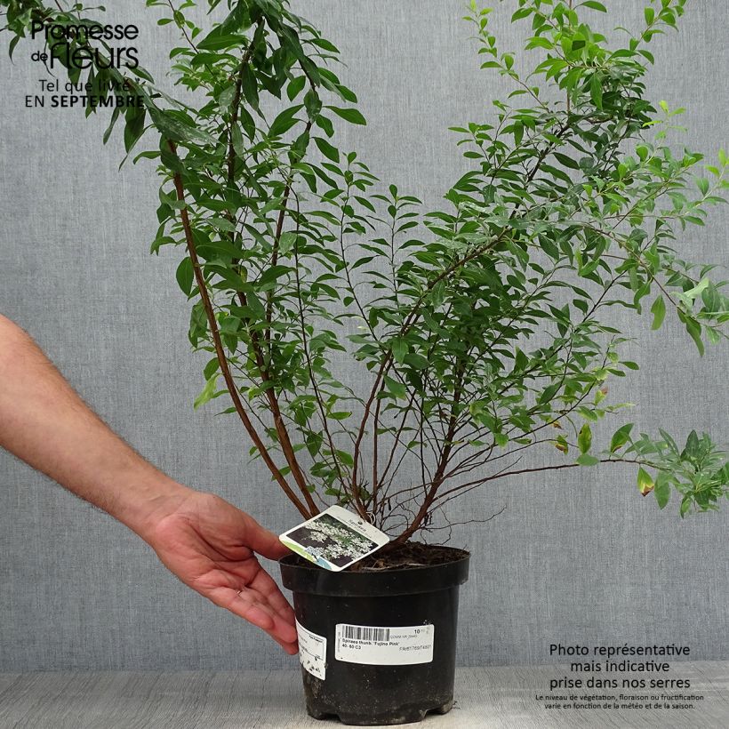 Spiraea thunbergii Fujino Pink 3L/4L pot sample as delivered in autumn