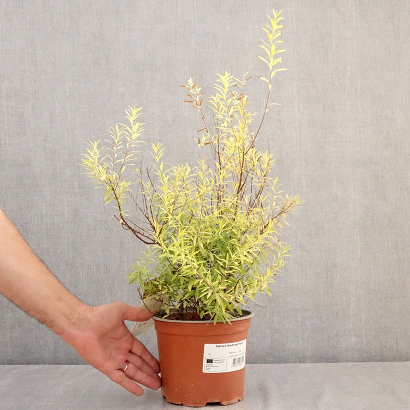Spiraea thunbergii Ogon - Thunberg Spirea 3L/4L pot sample as delivered in summer