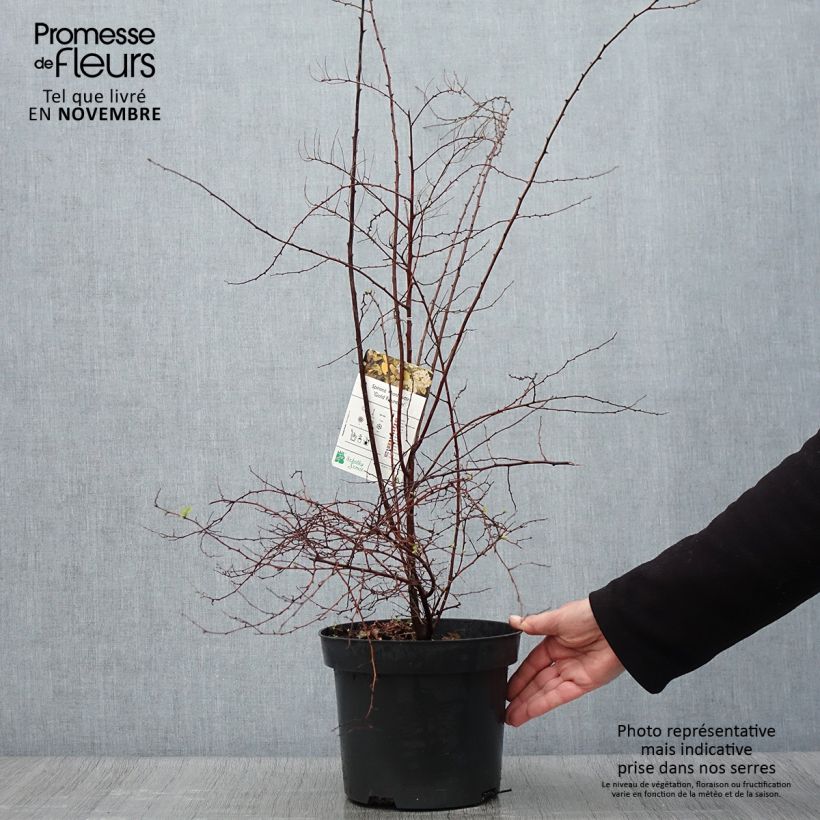 Spiraea (x) vanhouttei Gold Fountain 3L/4L pot sample as delivered in autumn