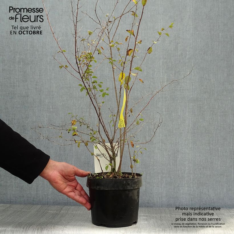 Spiraea x vanhouttei 2L/3L pot sample as delivered in autumn