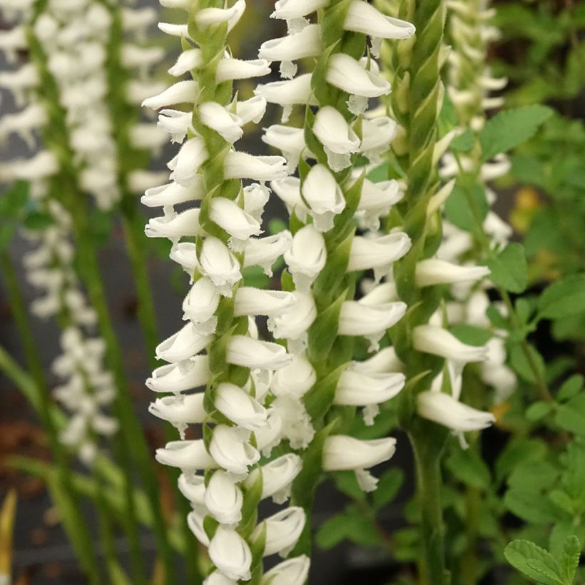 Spiranthes Cernua var odorata - Chadds Ford (Flowering)