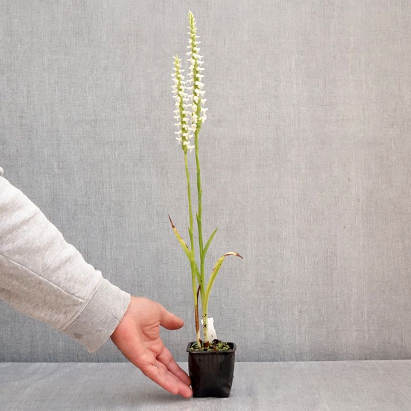 Spiranthes Cernua var odorata - Chadds Ford 8/9 cm pot sample as delivered in autumn