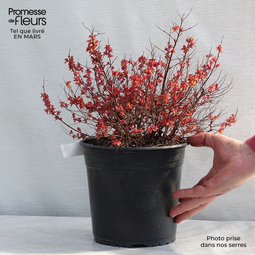Spiraea japonica ZenSpirit Caramel 3L/4L pot sample as delivered in winter