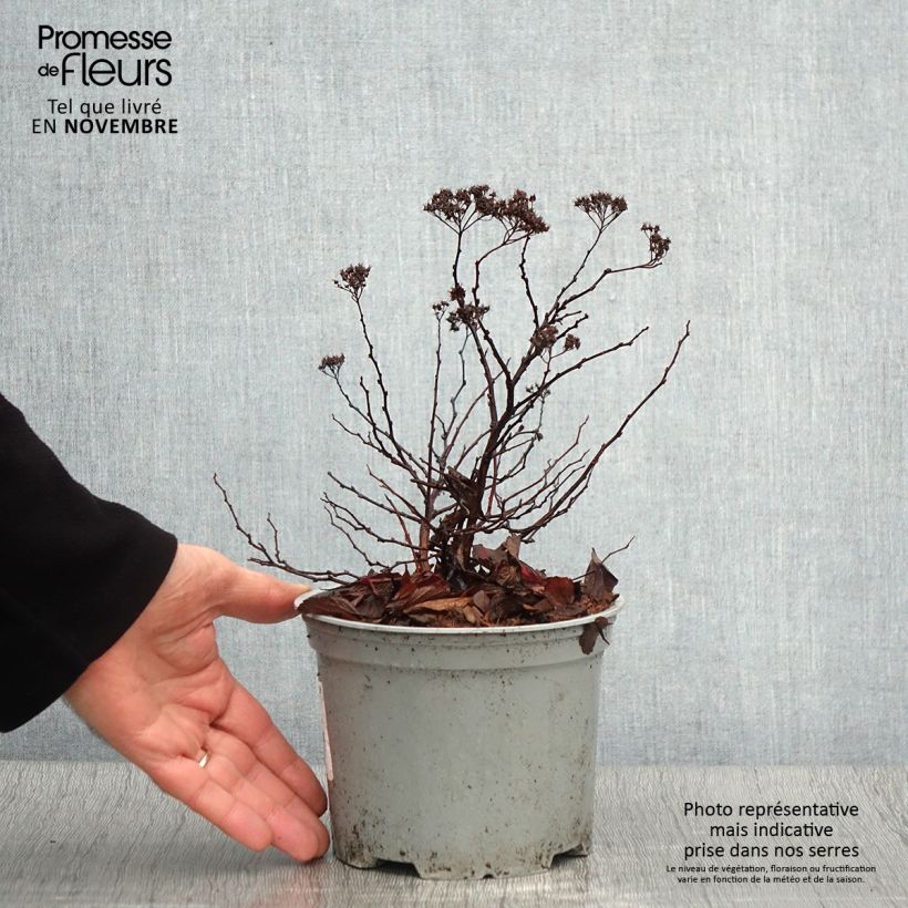 Spiraea betulifolia PINK SPARKLER  COURISPI01 2L/3L pot sample as delivered in autumn