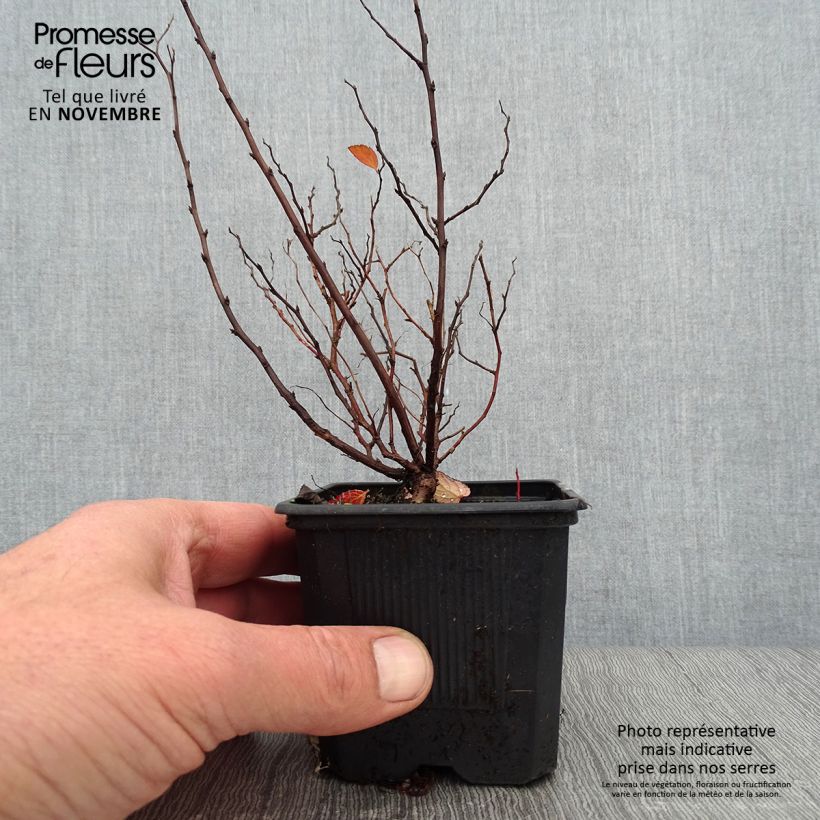 Spiraea betulifolia Tor 8/9 cm pot sample as delivered in autumn