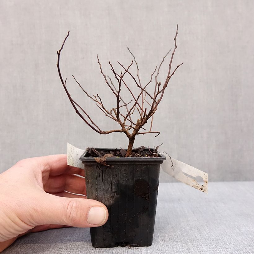 Spiraea betulifolia Tor 8/9 cm pot sample as delivered in winter