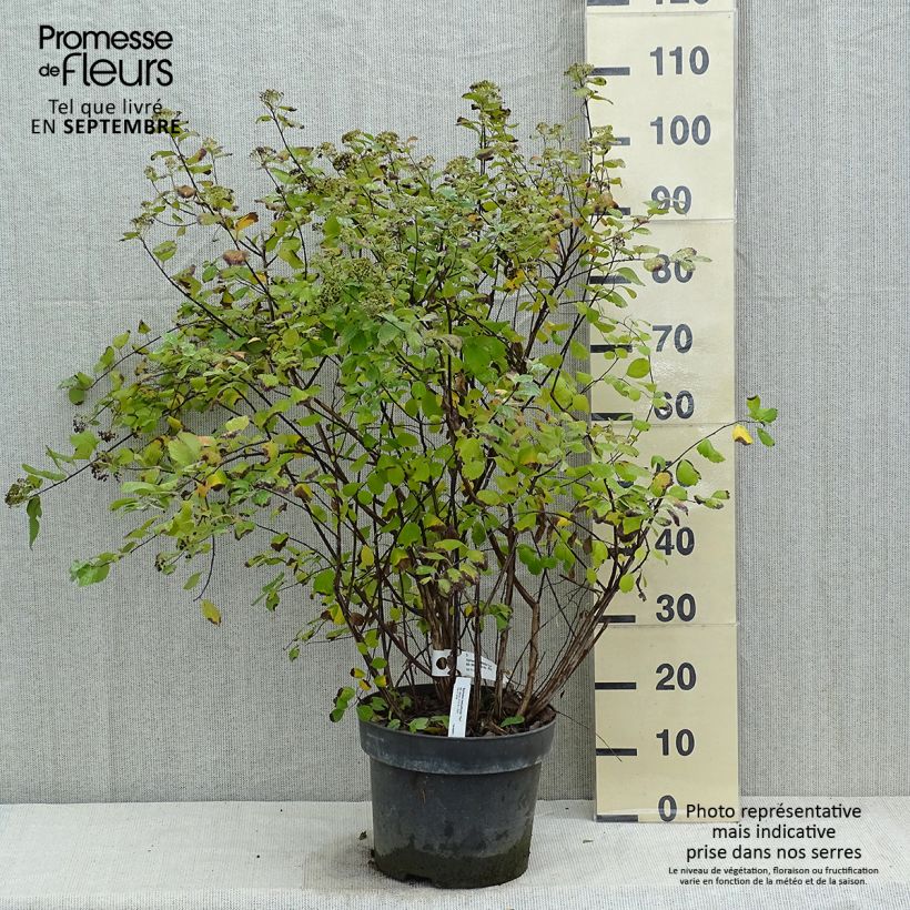 Spiraea betulifolia Tor 7.5L/10L pot sample as delivered in autumn