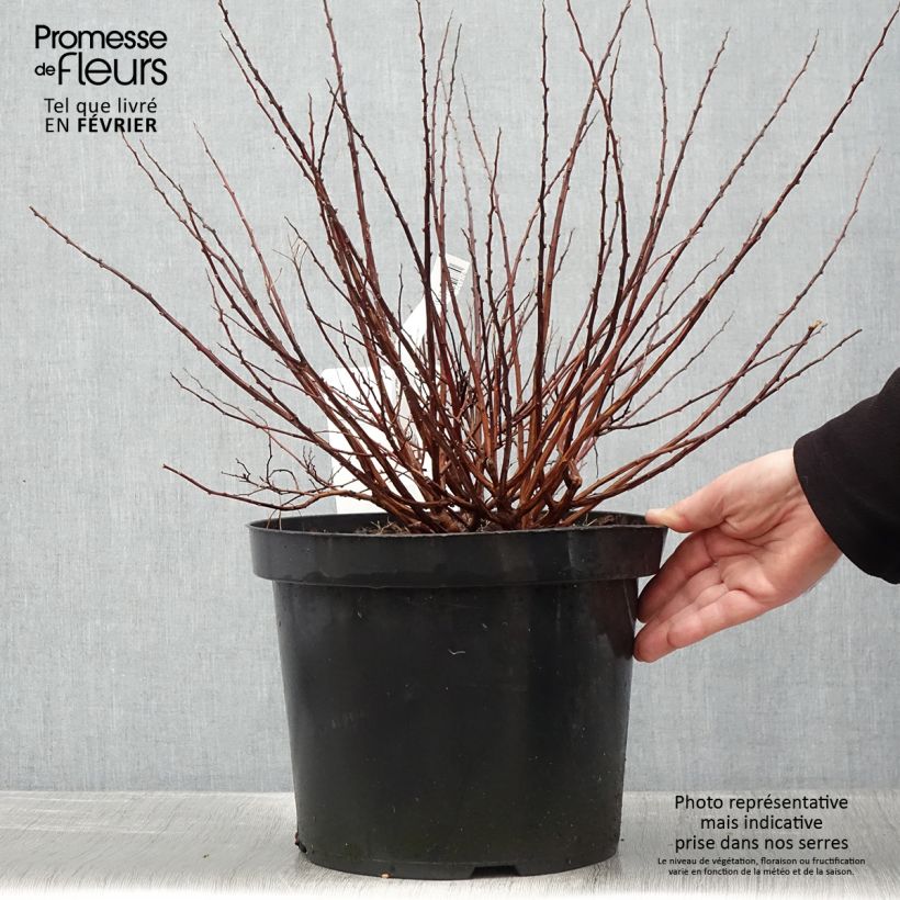 Spiraea betulifolia Tor Gold 7.5L/10L pot sample as delivered in winter