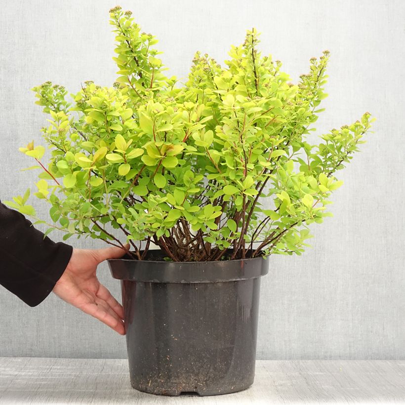 Spiraea betulifolia Tor Gold 7.5L/10L pot sample as delivered in spring