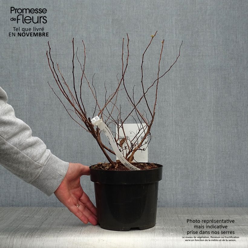 Spiraea betulifolia Tor Gold 3L/4L pot sample as delivered in autumn