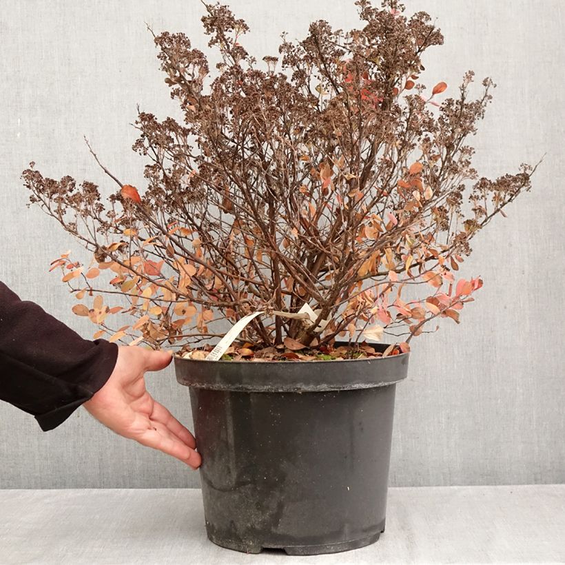 Spiraea betulifolia Tor Gold 7.5L/10L pot sample as delivered in autumn