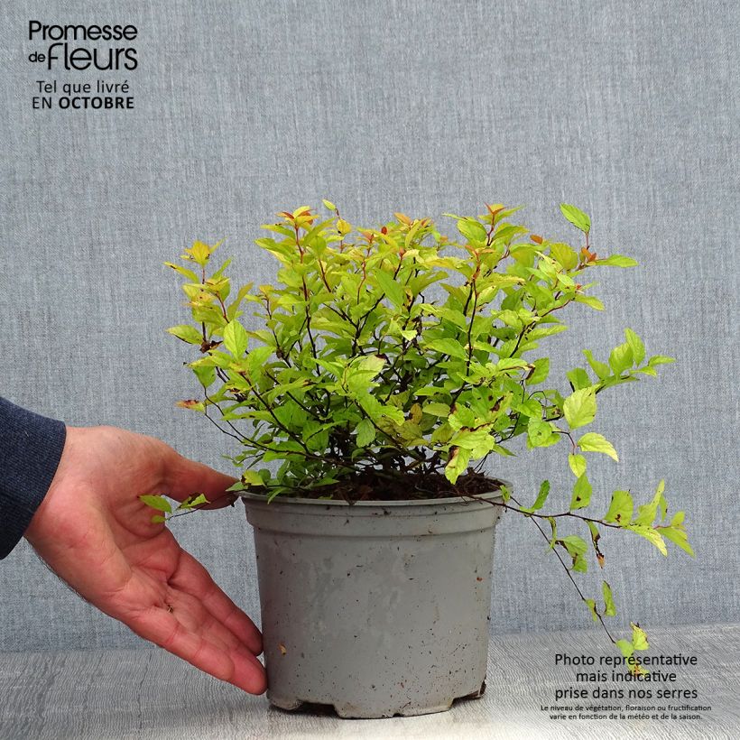 Spiraea japonica Candlelight 2L/3L pot sample as delivered in autumn
