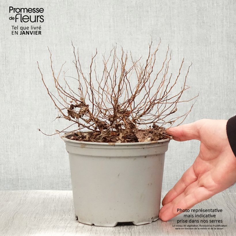 Spiraea japonica Candlelight 2L/3L pot sample as delivered in winter