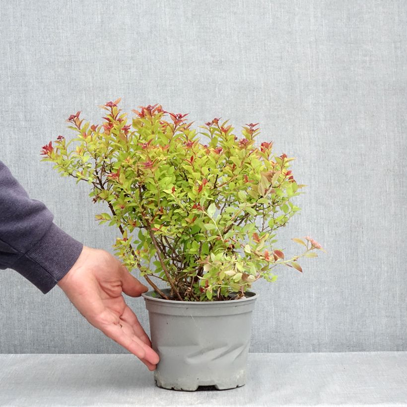 Spiraea japonica Merlo Gold - Japanese Spirea 2L/3L pot sample as delivered in spring