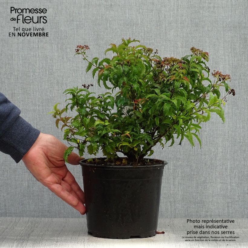 Spiraea japonica Crispa 2L/3L pot sample as delivered in autumn