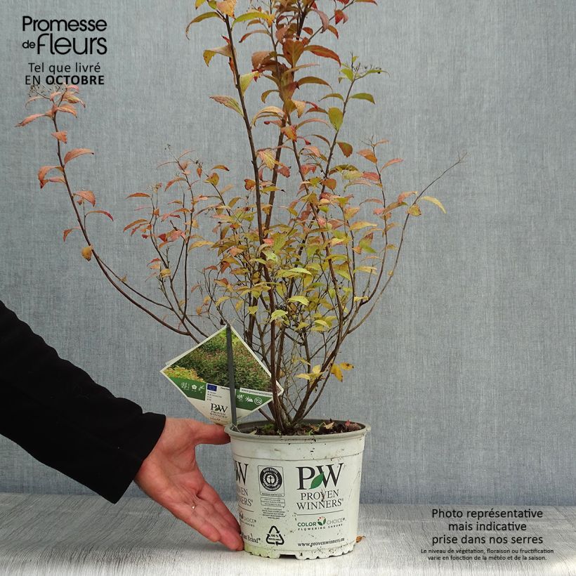 Spiraea japonica Double Play Artist 2L/3L pot sample as delivered in autumn