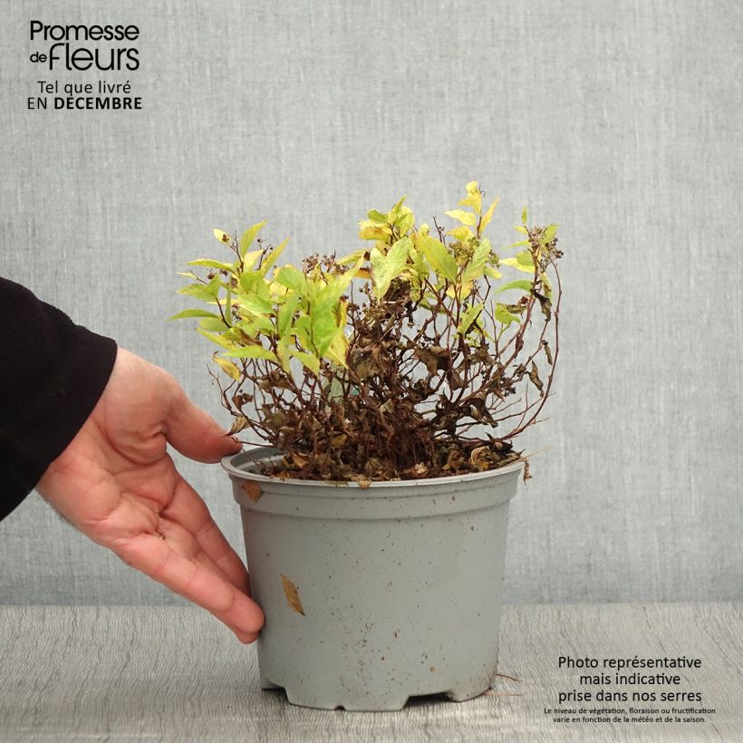 Spiraea japonica Double Play Gold 2L/3L pot sample as delivered in autumn