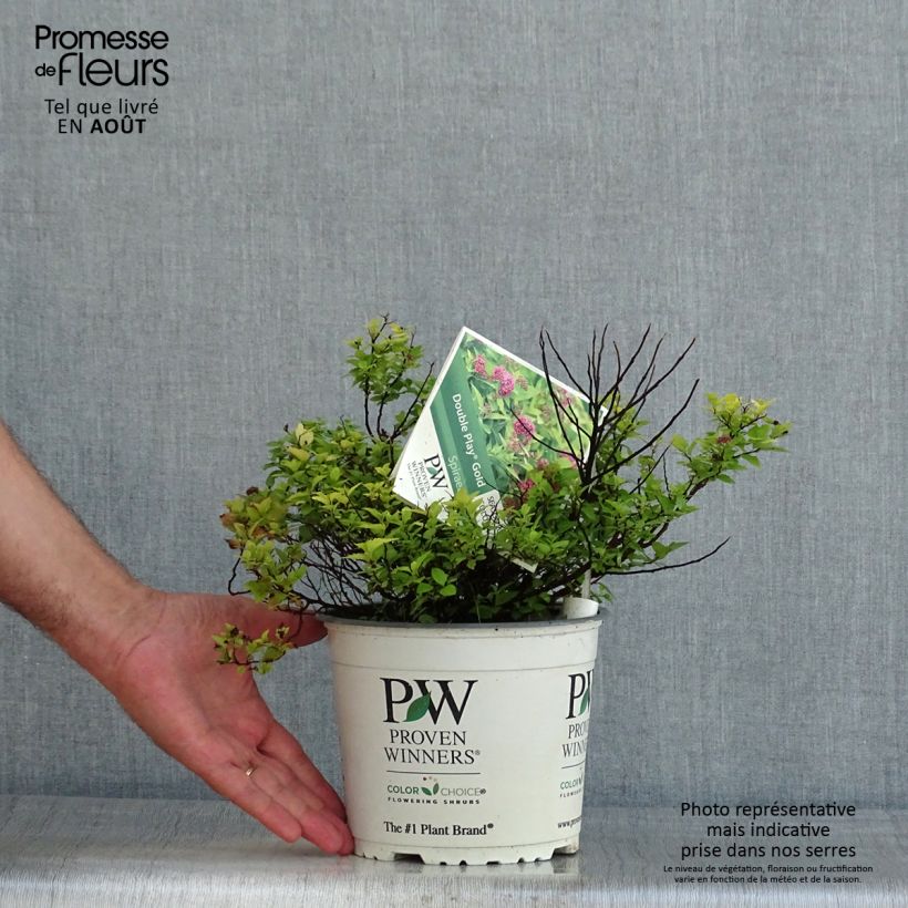 Spiraea japonica Double Play Gold 2L/3L pot sample as delivered in summer