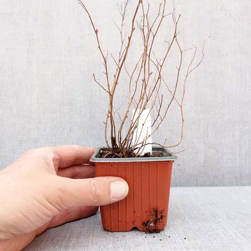 Spiraea japonica Firelight 8/9 cm pot sample as delivered in winter