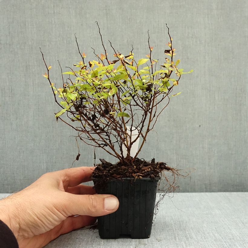 Spiraea japonica Goldmound 8/9 cm pot sample as delivered in autumn