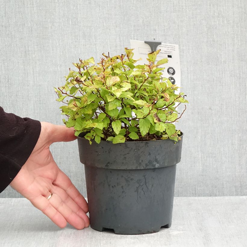 Spiraea japonica Magic Carpet 2L/3L pot sample as delivered in autumn