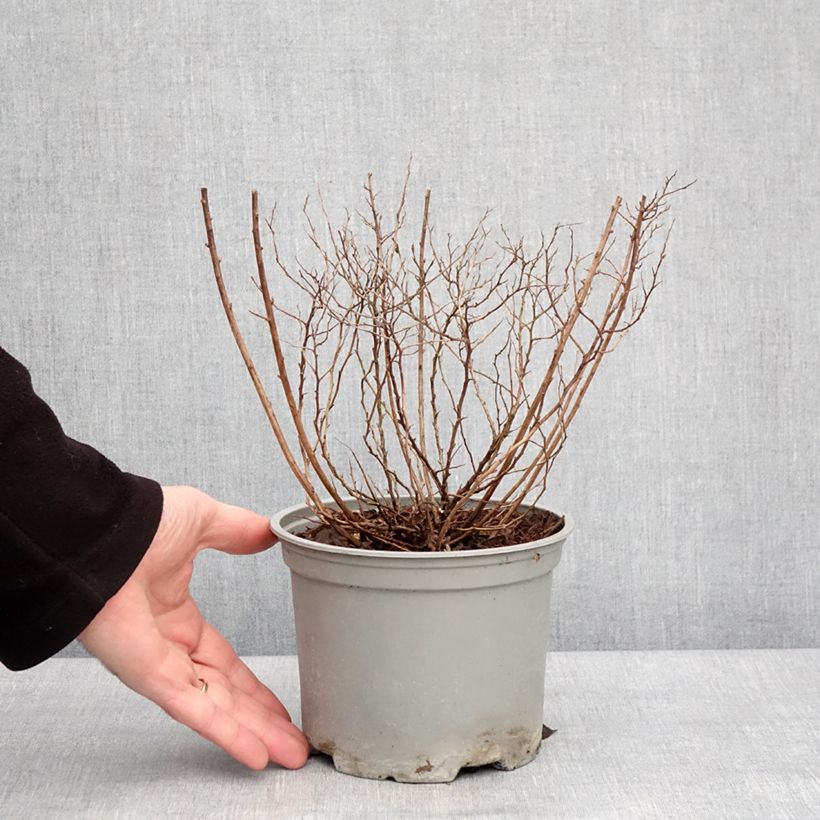Spiraea japonica Merlo Gold - Japanese Spirea 2L/3L pot sample as delivered in winter