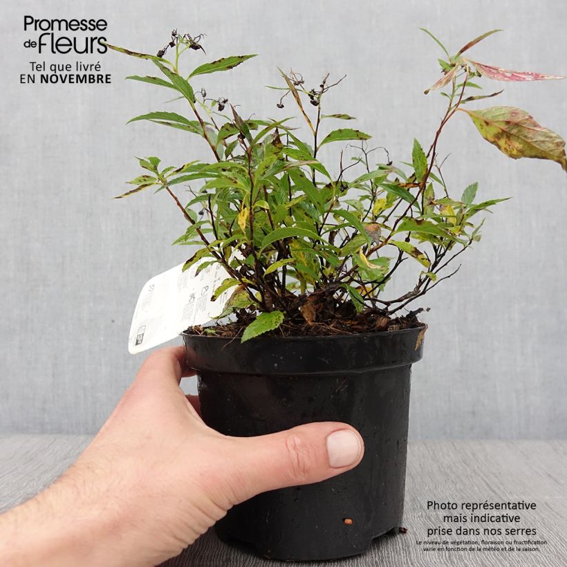 Spiraea japonica Shirobana or Genpei 1L/1.5L pot sample as delivered in autumn