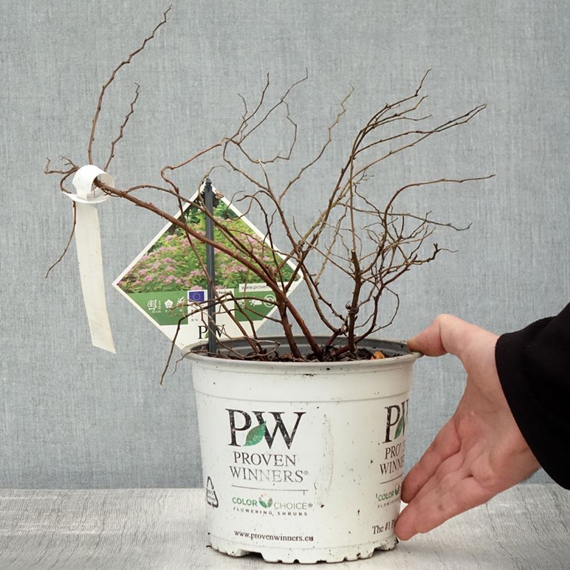 Spiraea japonica Double Play Big Bang Tracy 2L/3L pot sample as delivered in autumn
