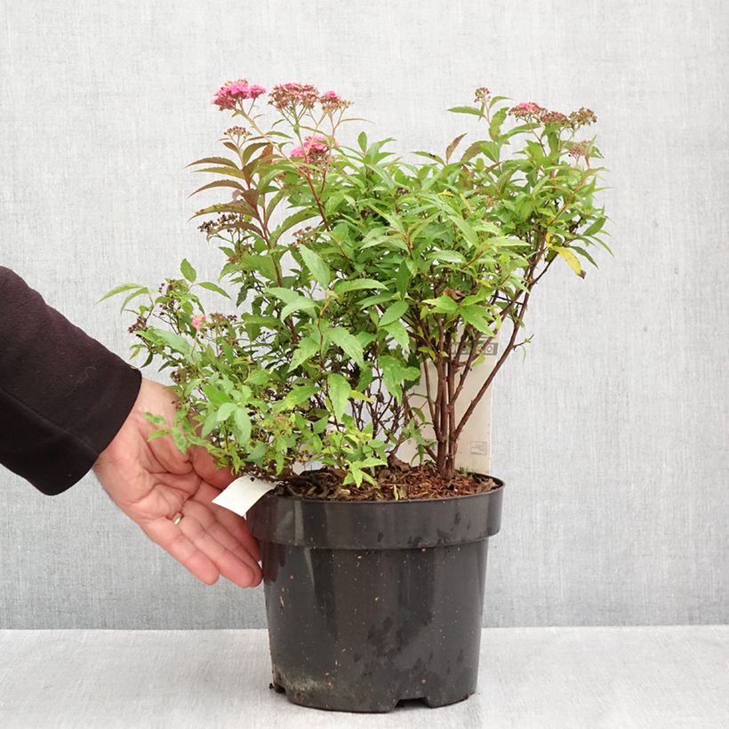 Spiraea japonica Neon Flash 2L/3L pot sample as delivered in autumn