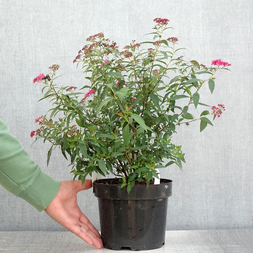 Spiraea japonica Neon Flash 2L/3L pot sample as delivered in summer