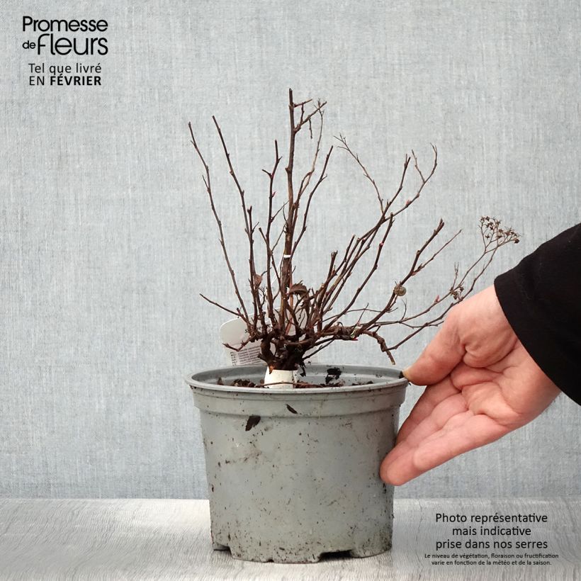 Spiraea japonica Neon Flash 2L/3L pot sample as delivered in winter