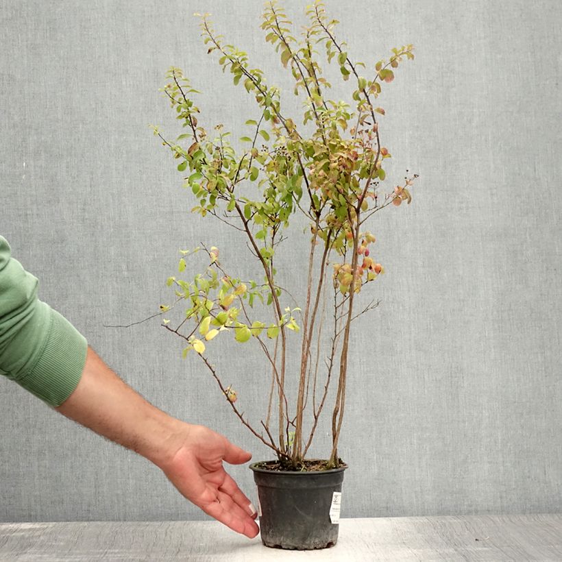 Spiraea nipponica Halwards Silver 1L/1.5L pot sample as delivered in summer