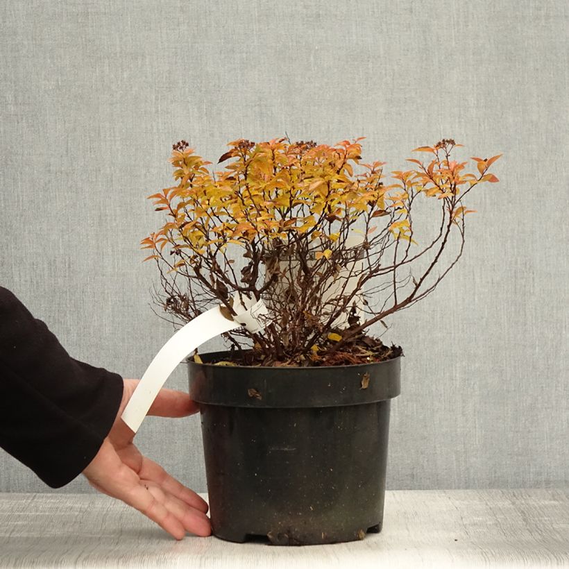 Spiraea japonica ZenSpirit Caramel 3L/4L pot sample as delivered in autumn