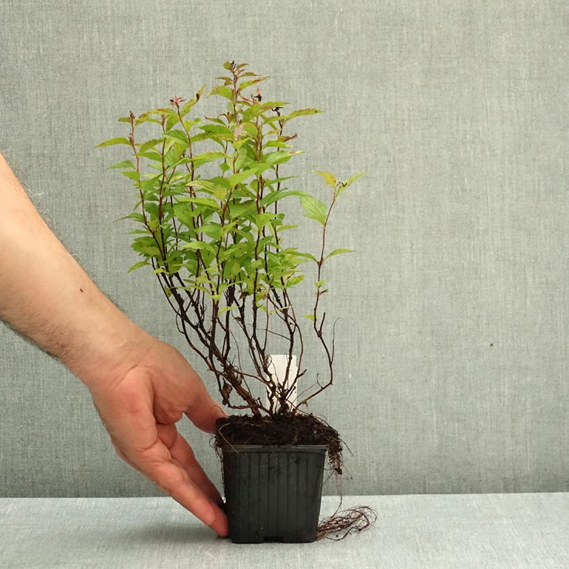 Spiraea japonica Anthony Waterer 8/9 cm pot sample as delivered in autumn