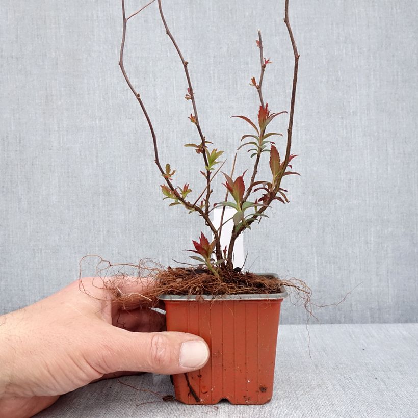 Spiraea japonica Anthony Waterer 8/9 cm pot sample as delivered in spring