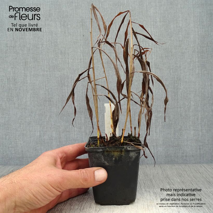 Spodiopogon sibiricus West Lake 8/9 cm pot sample as delivered in autumn