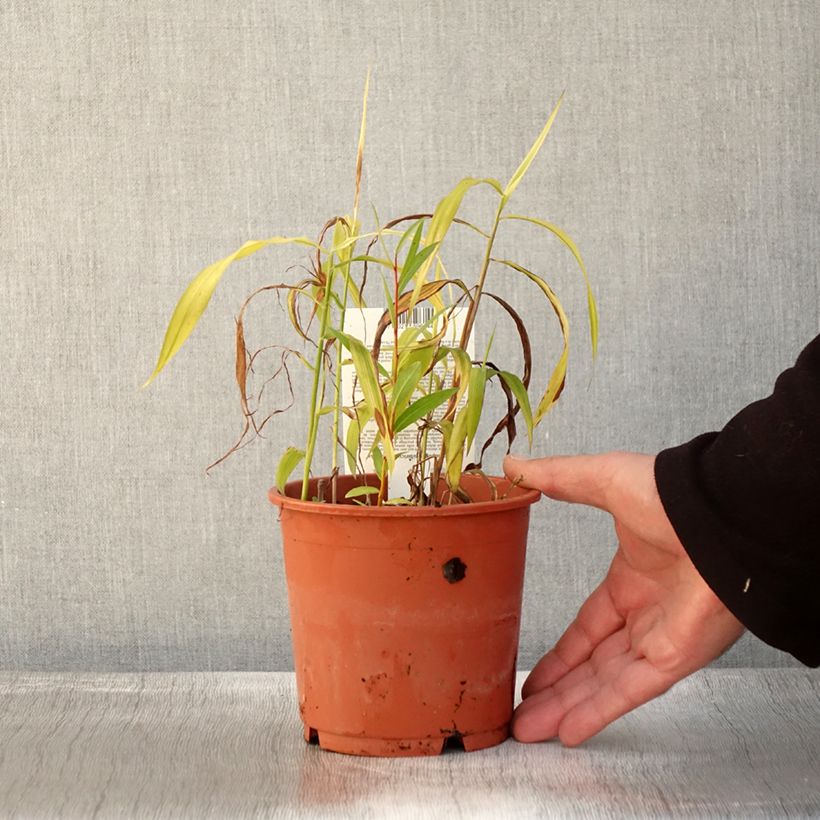 Spodiopogon sibiricus West Lake 1L/1.5L pot sample as delivered in autumn